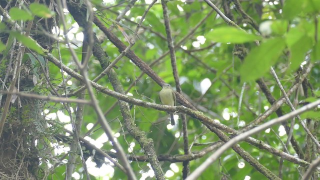 Yellow-olive Flatbill - ML302135531