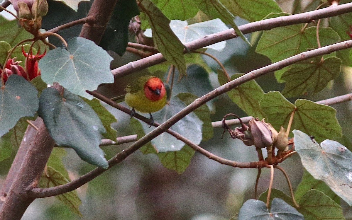 Red-headed Tanager - ML302135781