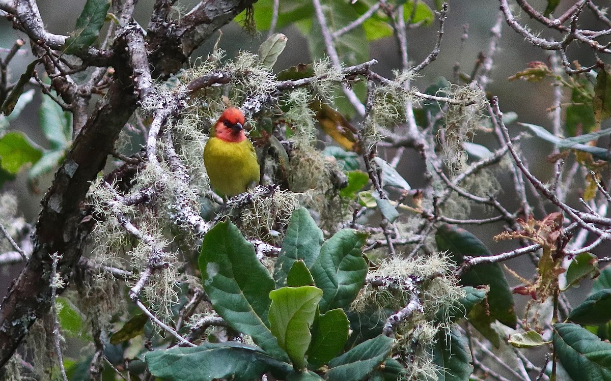 Red-headed Tanager - ML302135831