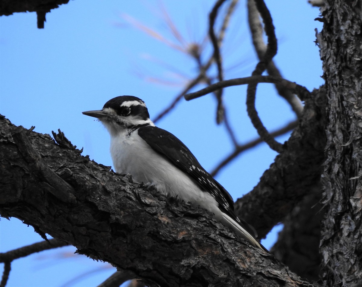 Hairy Woodpecker (Rocky Mts.) - ML302137841