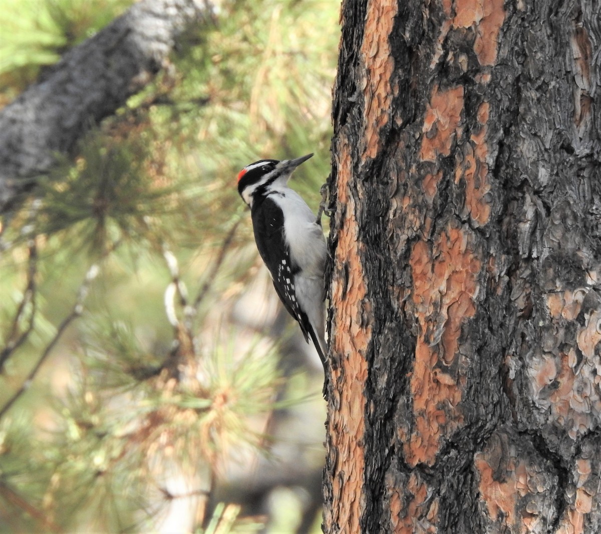 Hairy Woodpecker (Rocky Mts.) - ML302137881