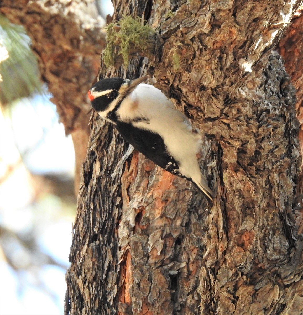Hairy Woodpecker (Rocky Mts.) - ML302137911