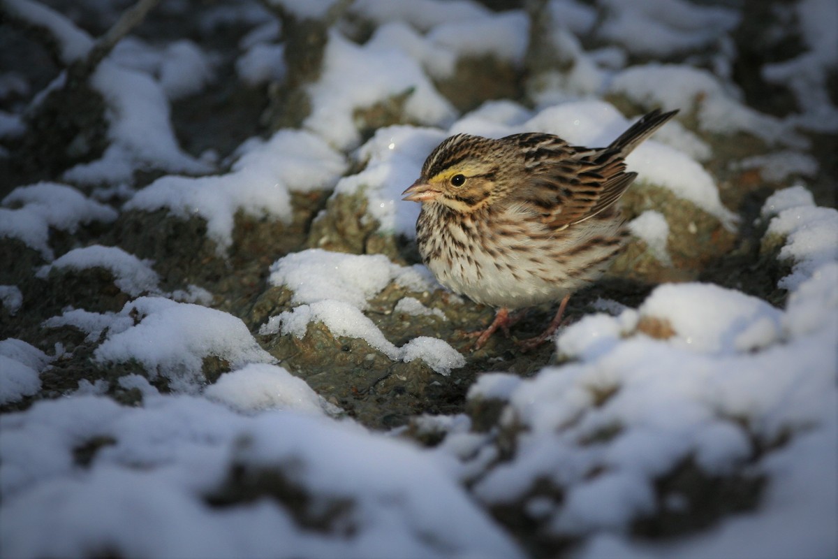 Savannah Sparrow (Savannah) - ML302142121