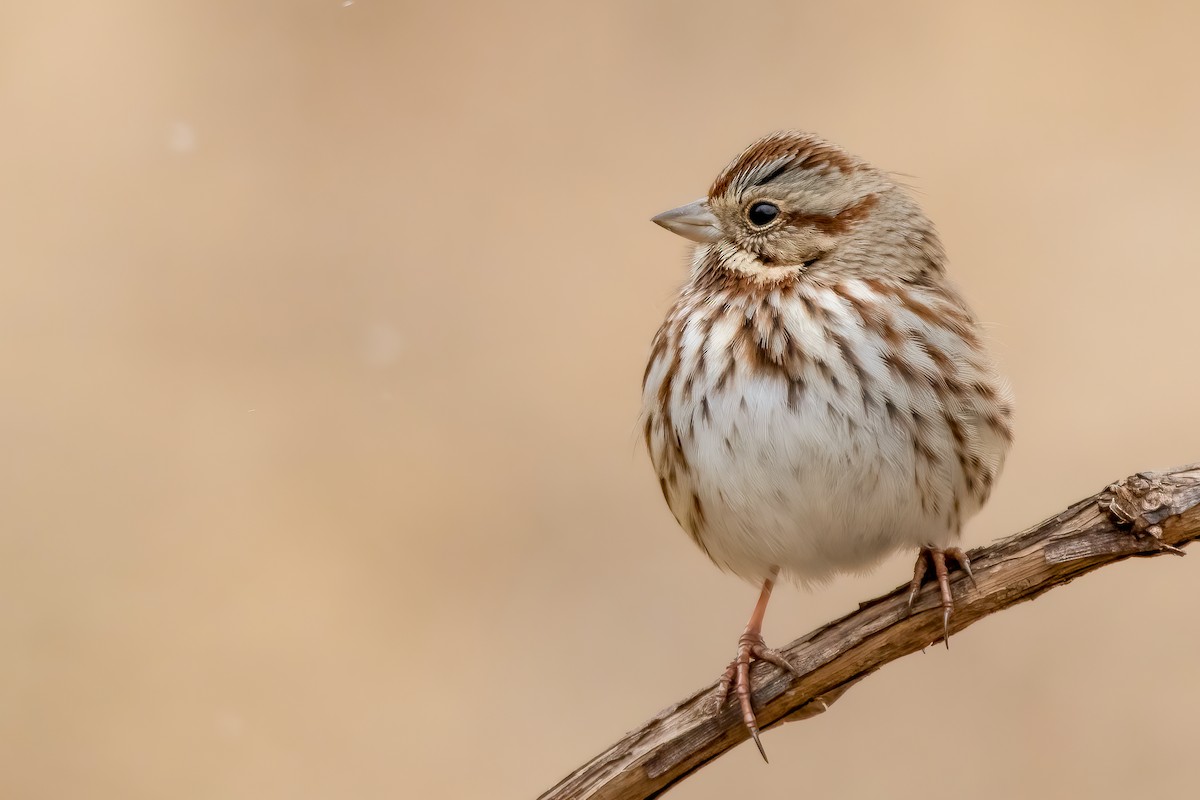 Song Sparrow - ML302143061