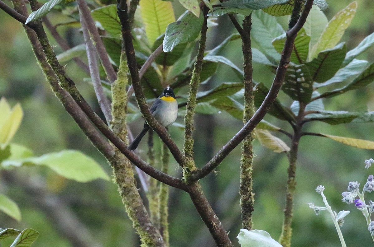 White-naped Brushfinch (Yellow-throated) - ML302143461