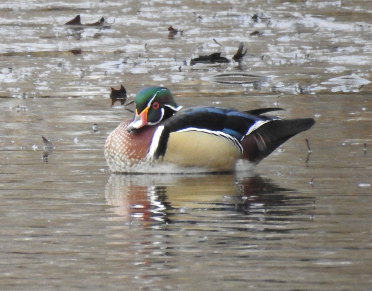 Wood Duck - ML302145251