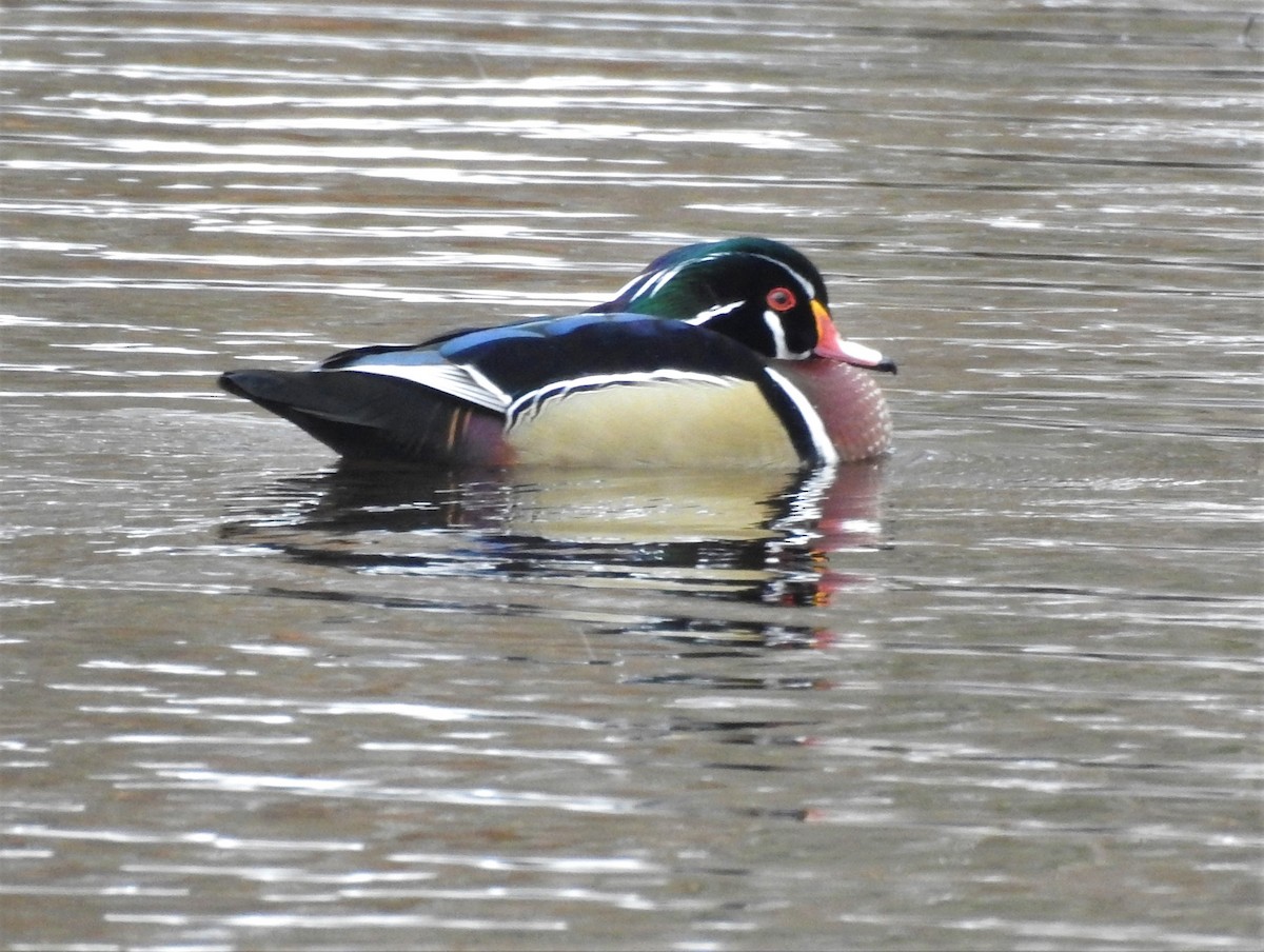 Wood Duck - ML302145331