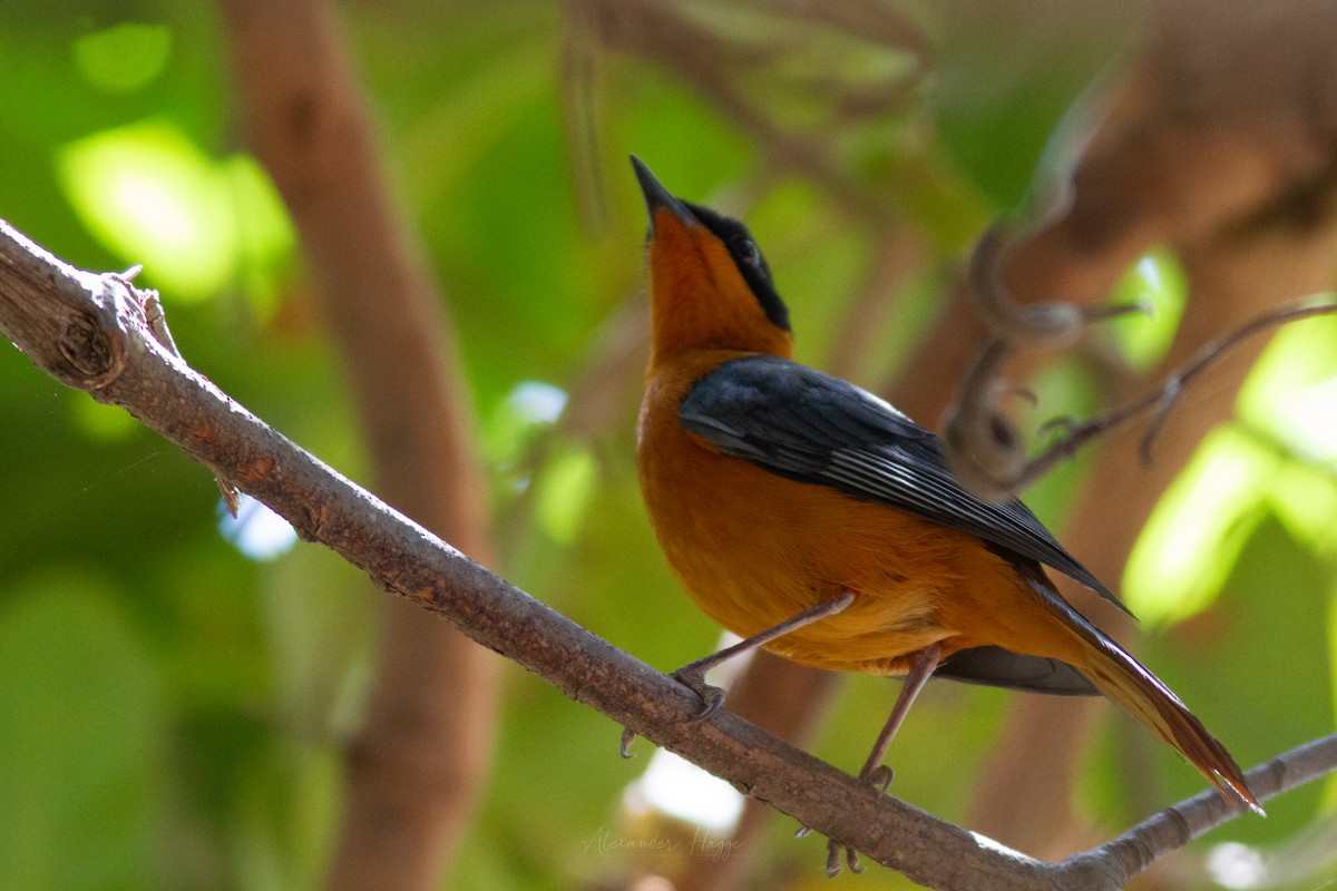 Snowy-crowned Robin-Chat - ML302146641