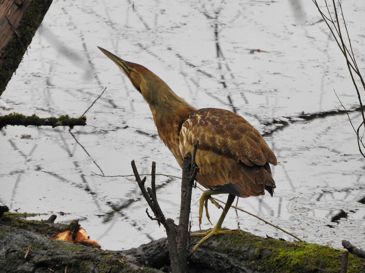 American Bittern - ML302147821