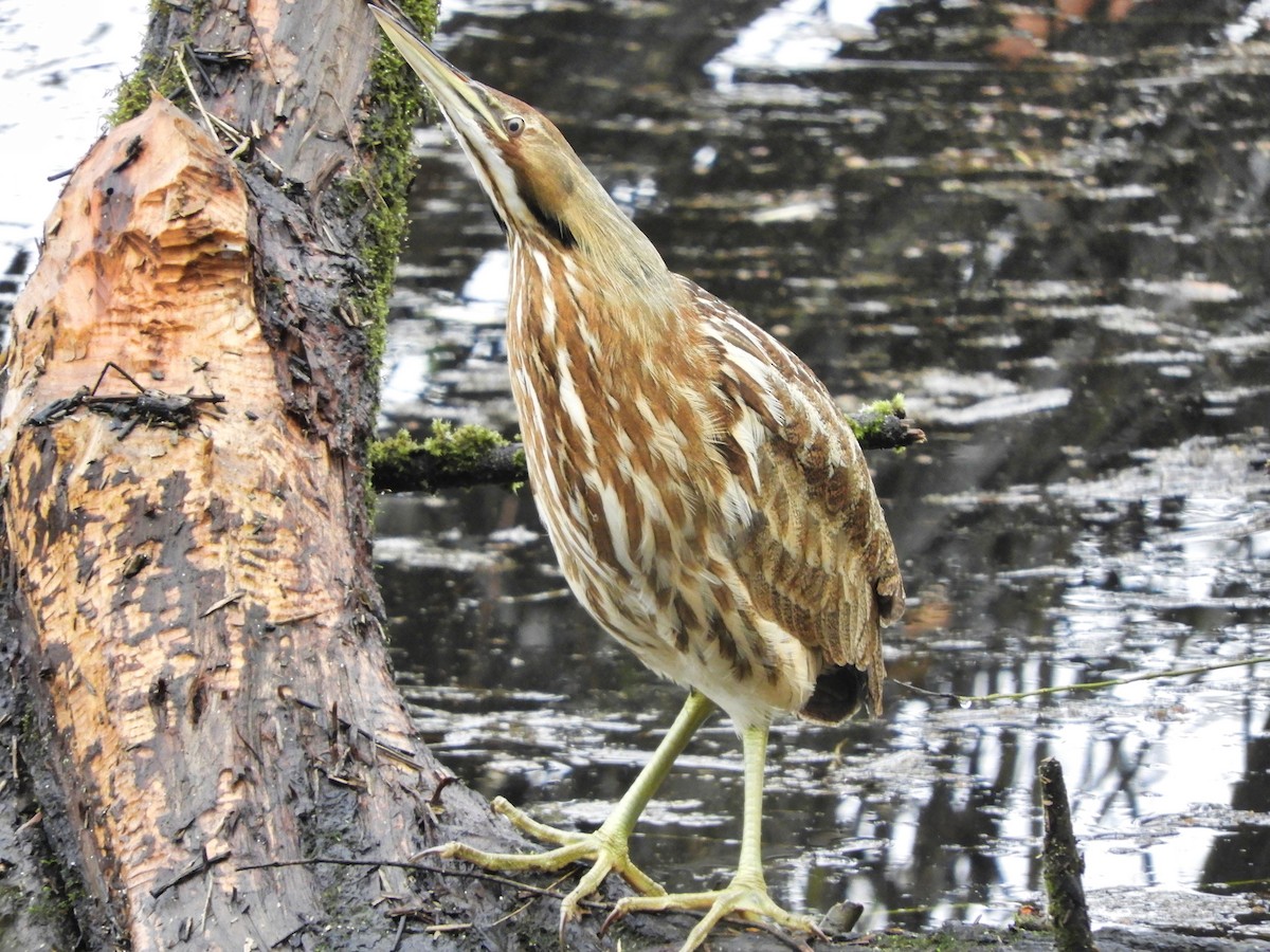 American Bittern - ML302148061