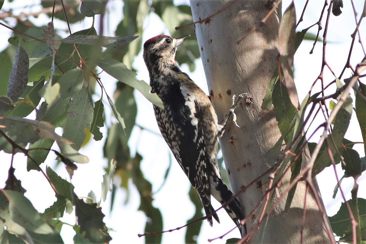 Yellow-bellied/Red-naped Sapsucker - ML302148071