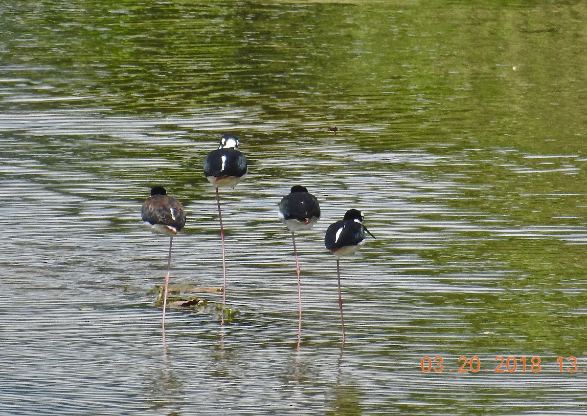 Black-necked Stilt - ML302149691