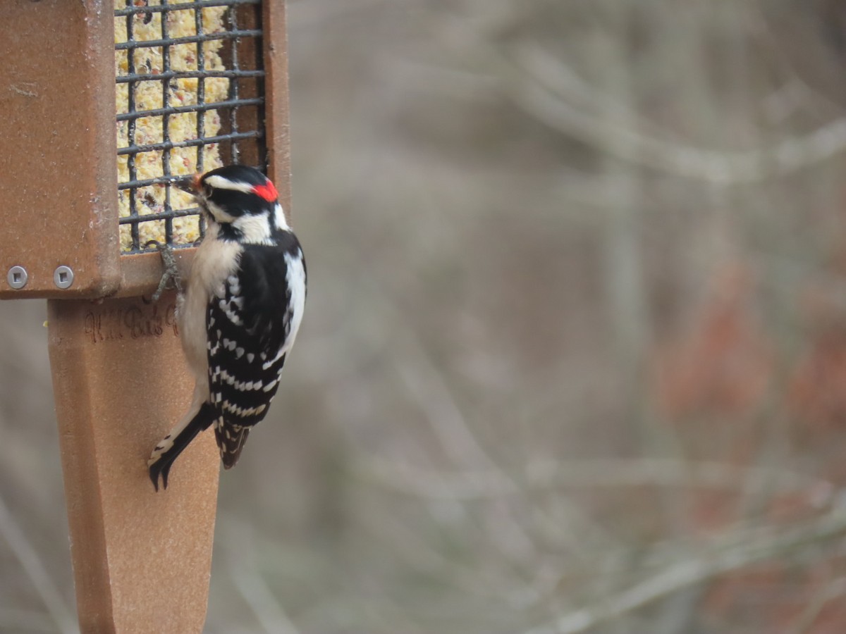 Downy Woodpecker - ML302153941