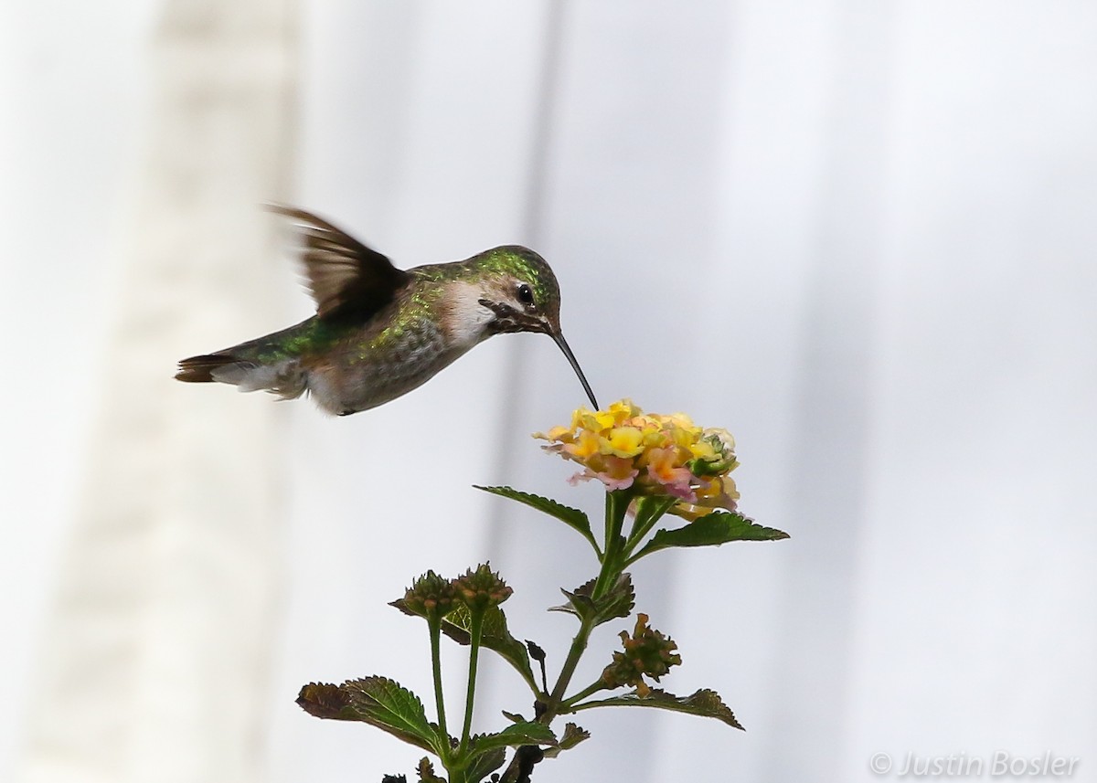 Calliope Hummingbird - ML302154131