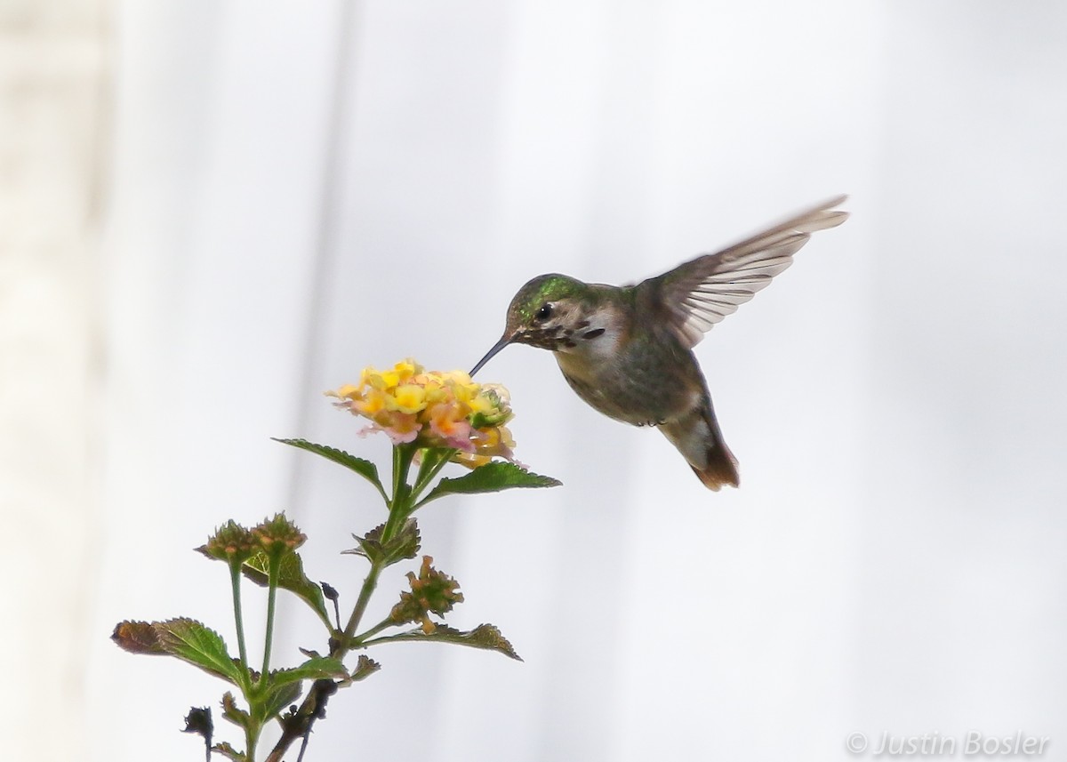 Calliope Hummingbird - ML302154141