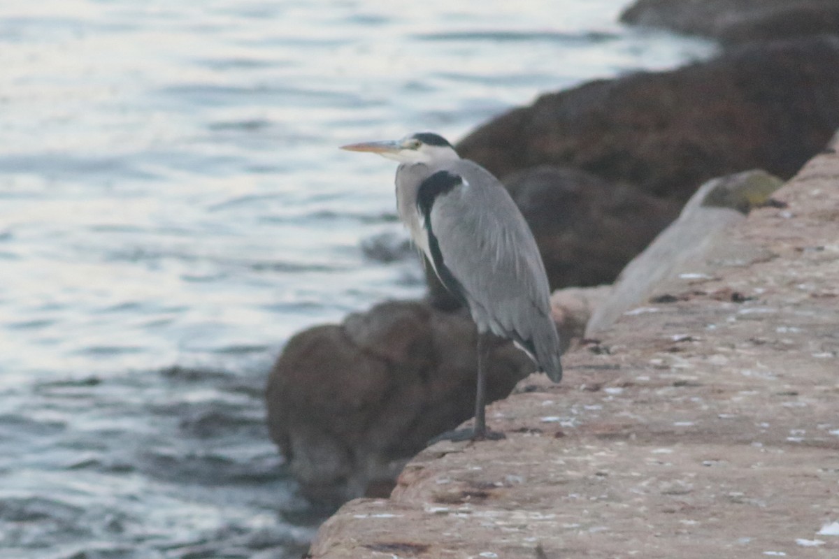 Gray Heron - ML302156691