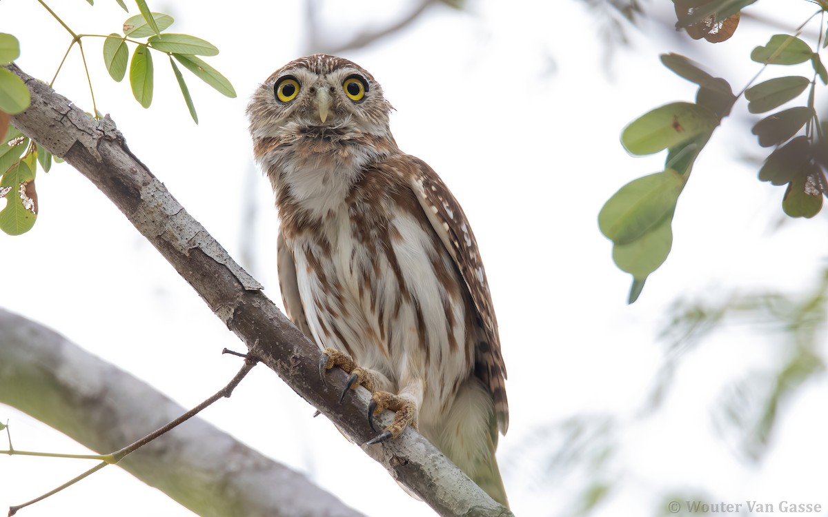 Ferruginous Pygmy-Owl (Ferruginous) - ML302157751