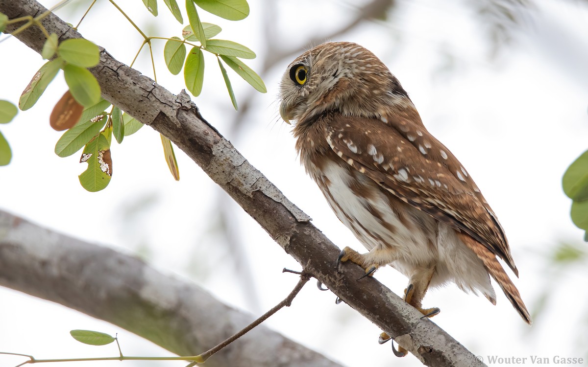 Ferruginous Pygmy-Owl (Ferruginous) - ML302158021