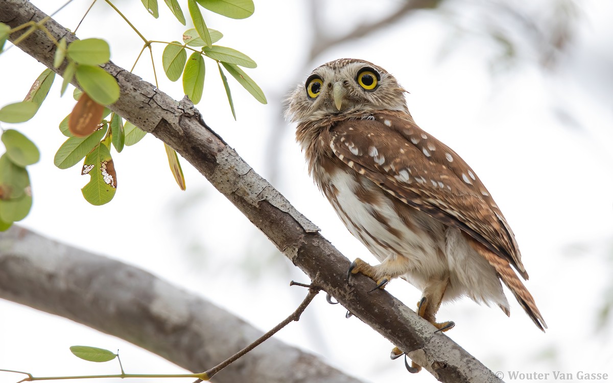 Ferruginous Pygmy-Owl (Ferruginous) - ML302158201