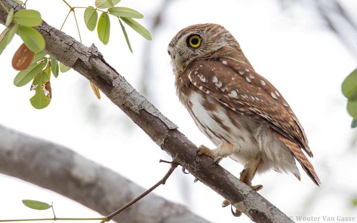 Ferruginous Pygmy-Owl (Ferruginous) - ML302158291