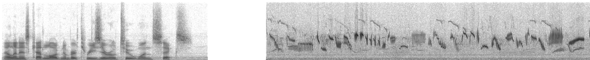 歐亞雲雀(arvensis群) - ML30216