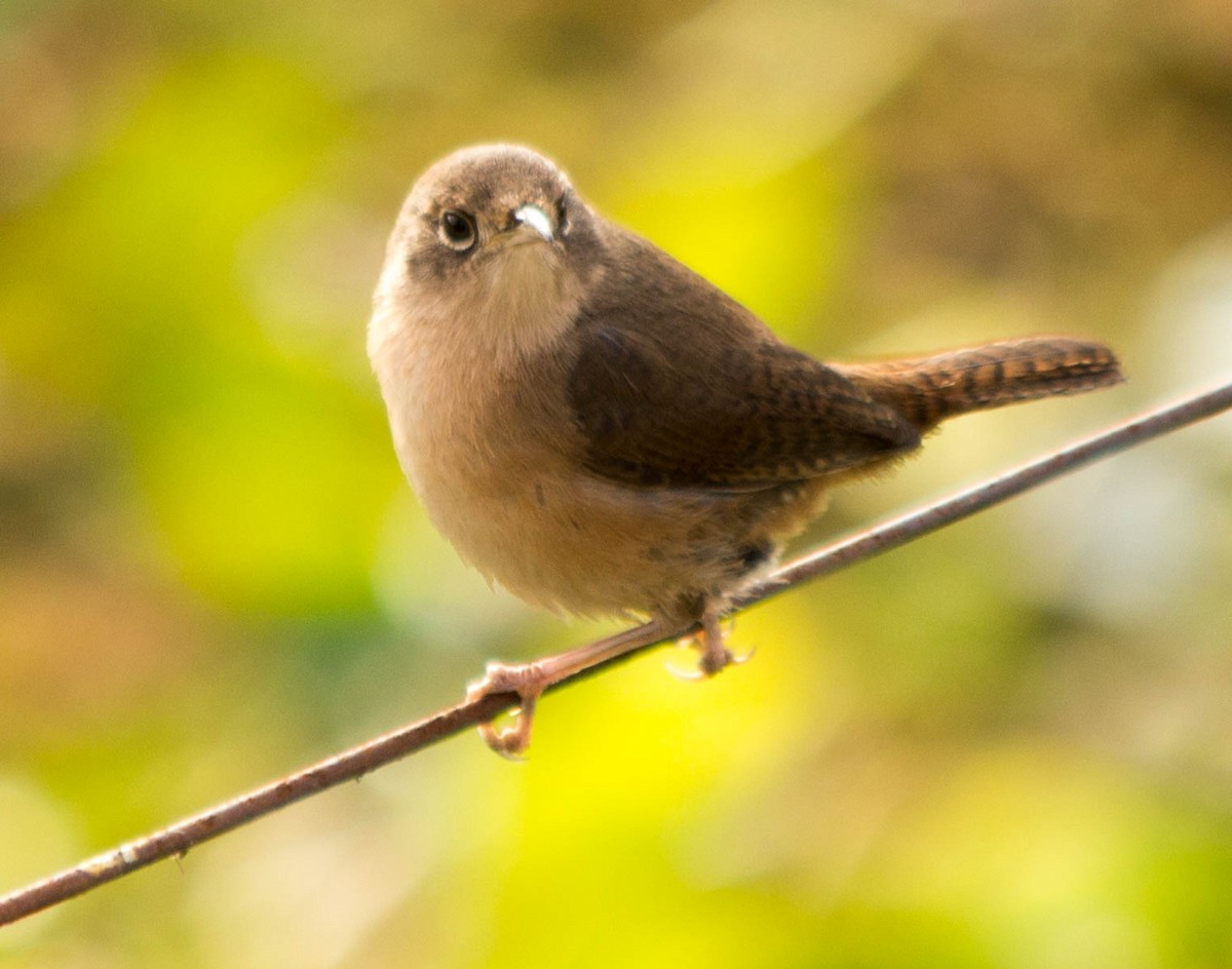 House Wren - ML30216081