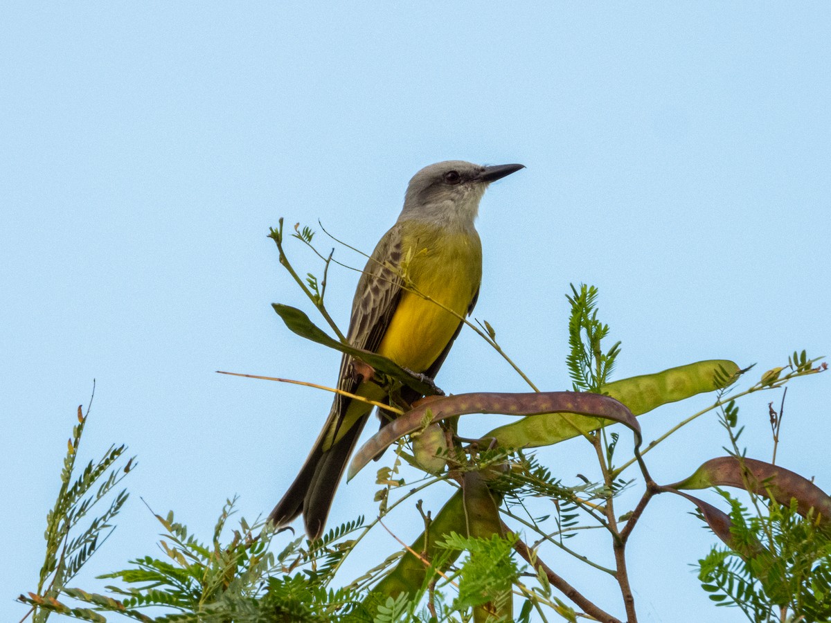 Tropical Kingbird - Ivani Martínez Paredes