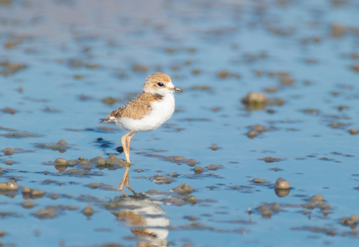 Collared Plover - Pablo Martinez Morales