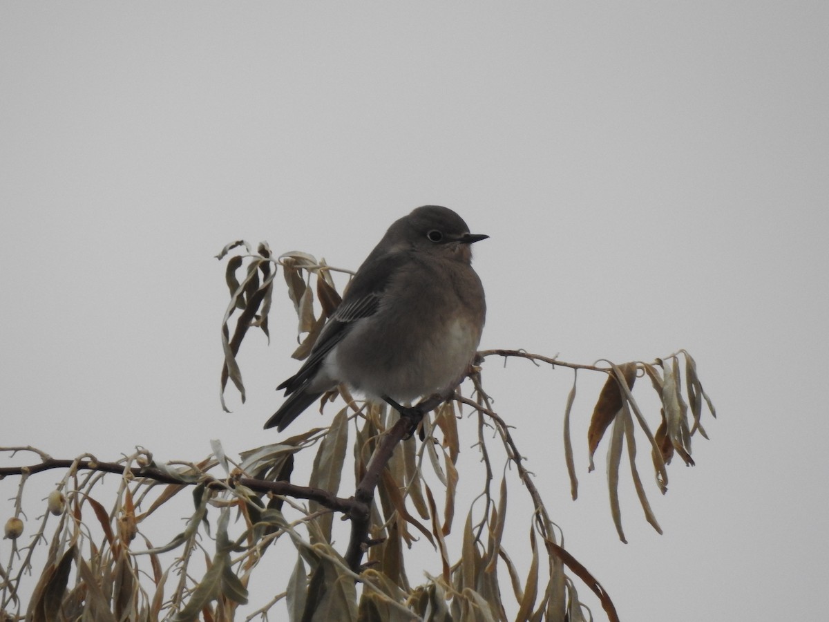 Mountain Bluebird - ML302163261