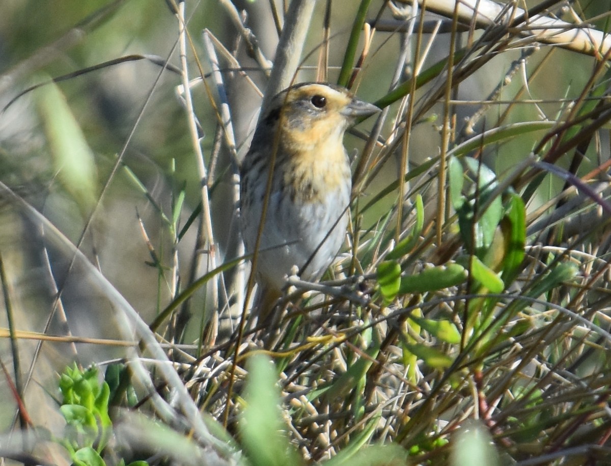 Nelson's Sparrow - ML302164201