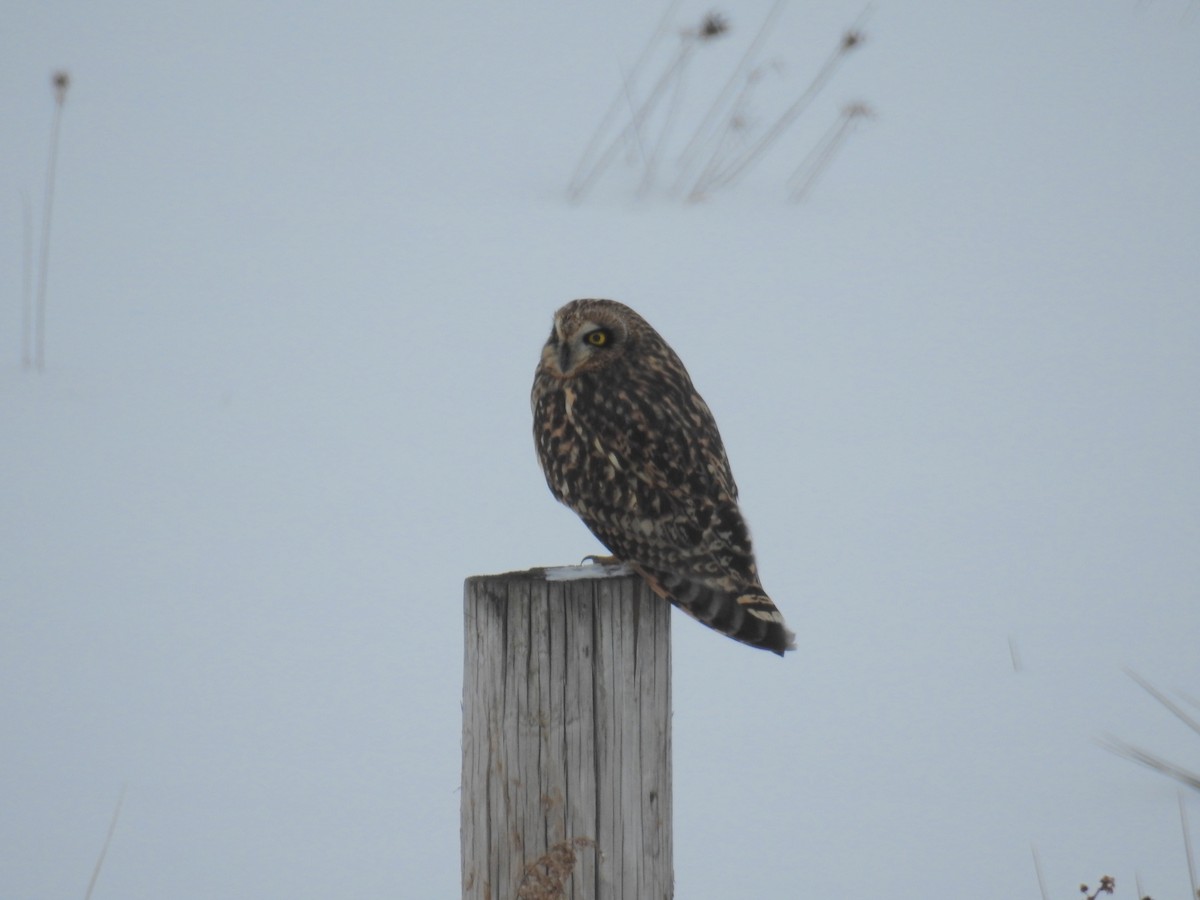 Short-eared Owl - ML302170231