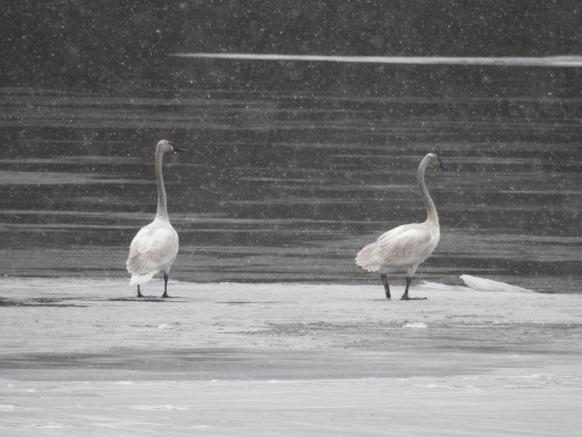 Cygne trompette - ML302172011