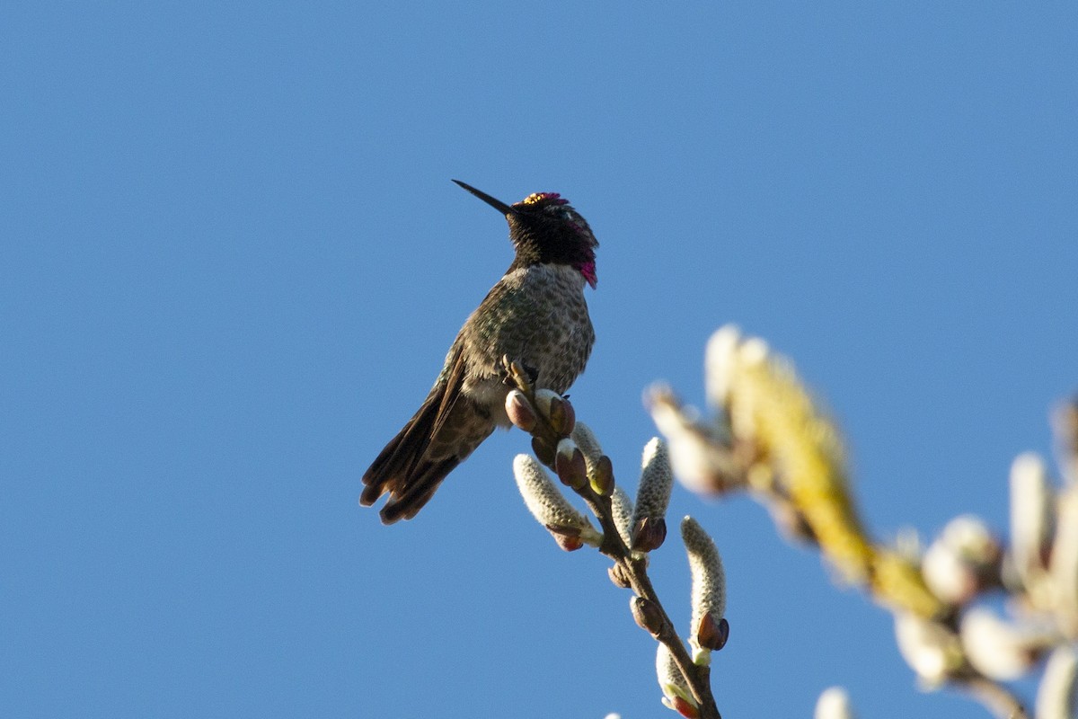 Anna's Hummingbird - ML302172021