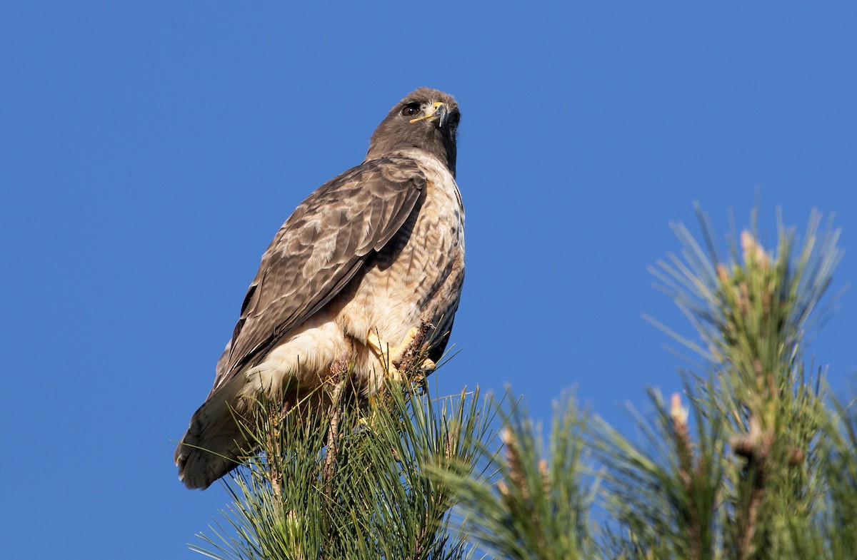 Red-tailed Hawk - ML302172381