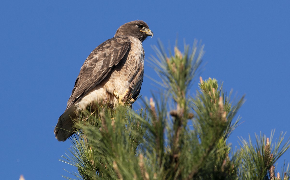 Red-tailed Hawk - ML302172391