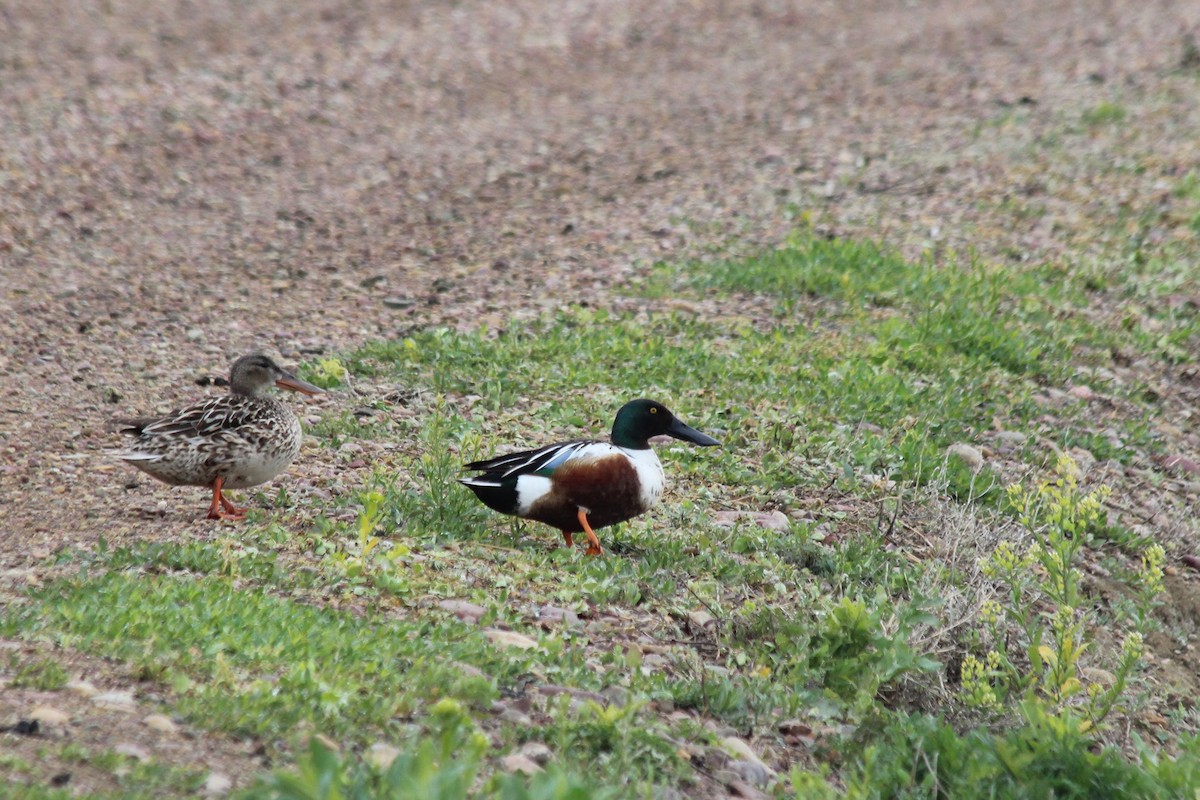 ハシビロガモ - ML302175311