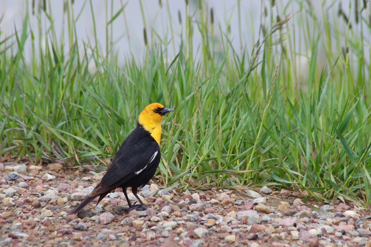 キガシラムクドリモドキ - ML302175401