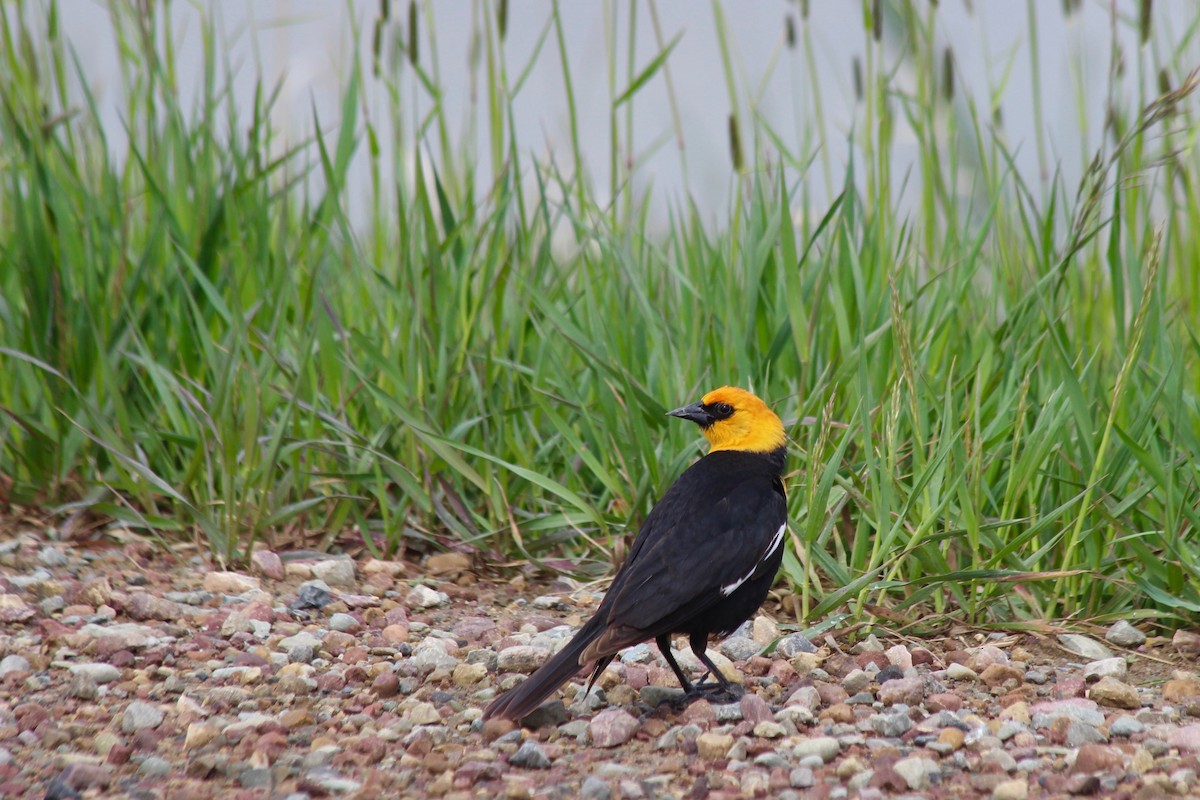 キガシラムクドリモドキ - ML302175411