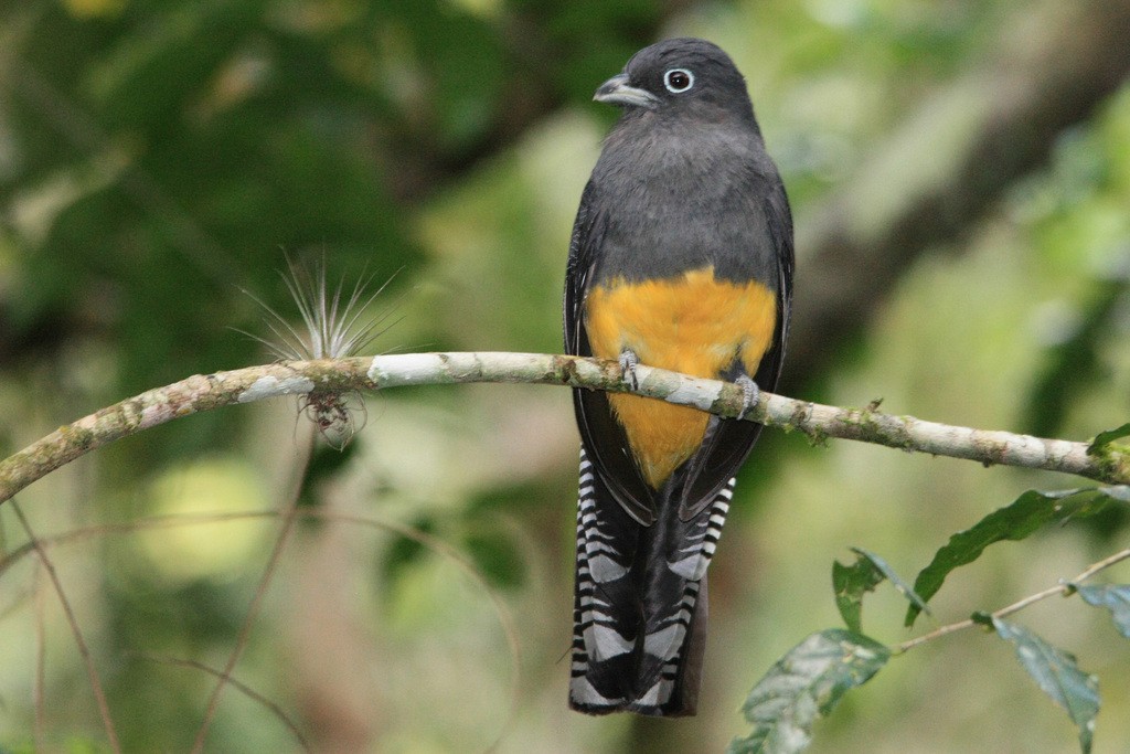 trogon zelenohřbetý - ML302175651