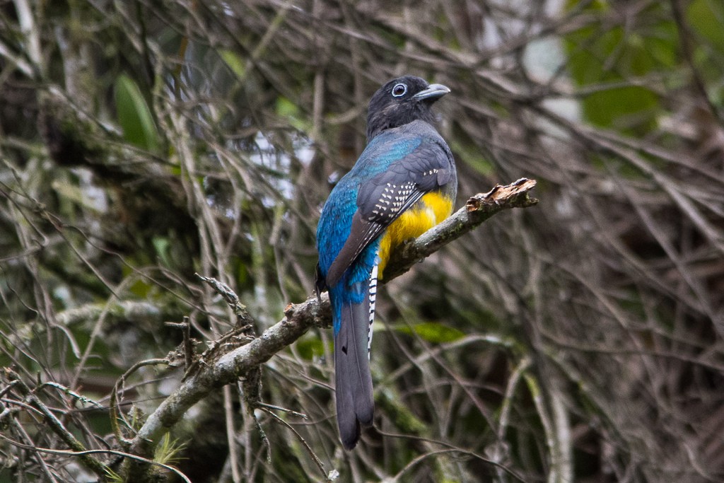 Trogon à queue blanche - ML302175671