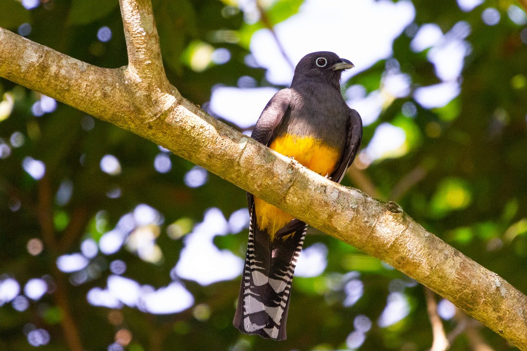 Trogon à queue blanche - ML302175791