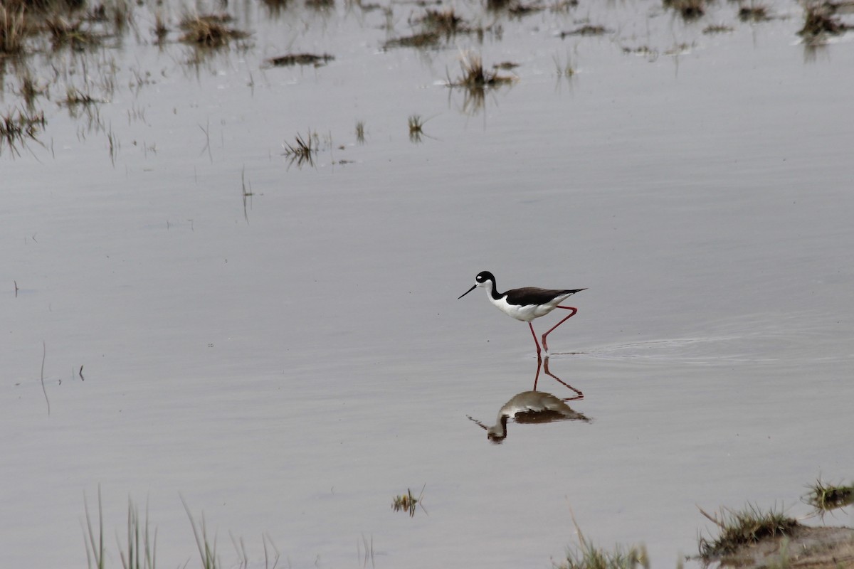 Black-necked Stilt - Donald Jones