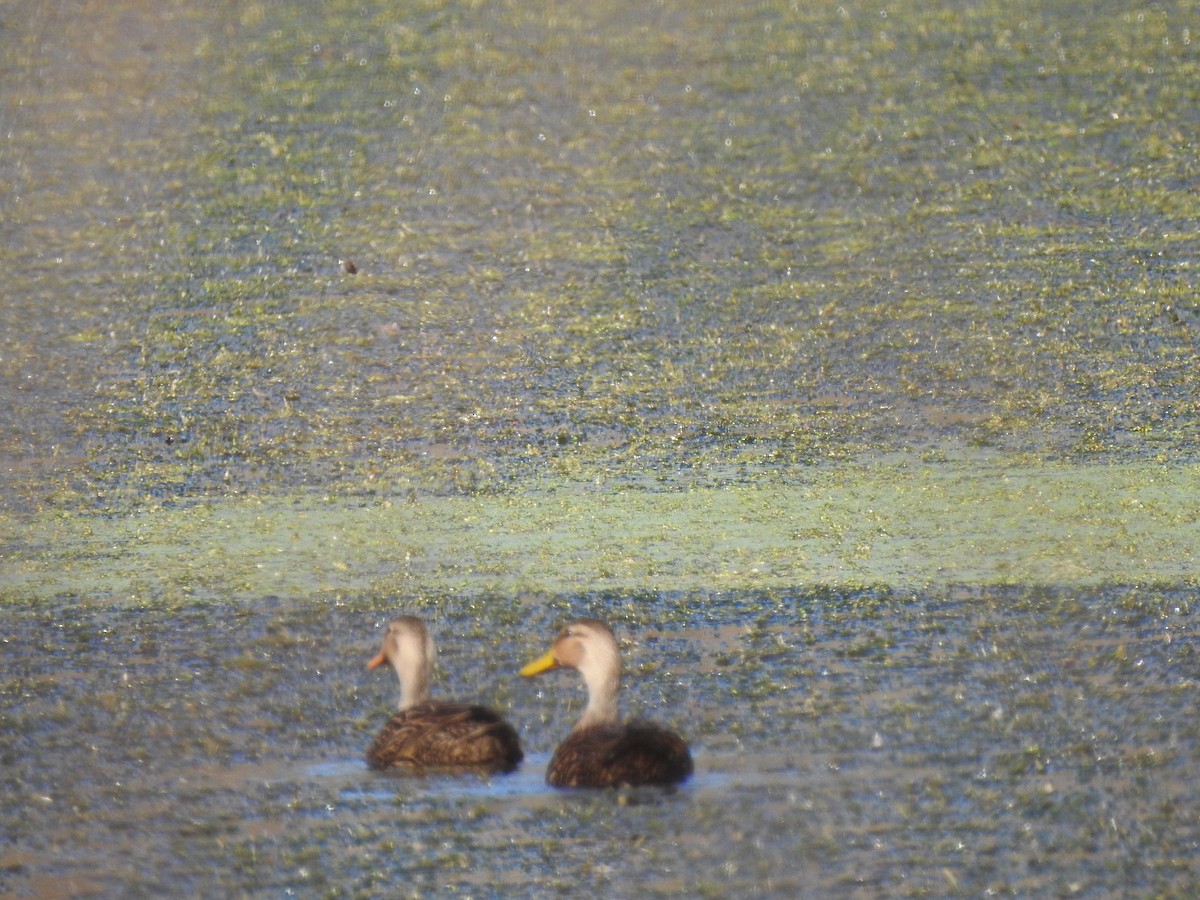 Mottled Duck - ML302176251