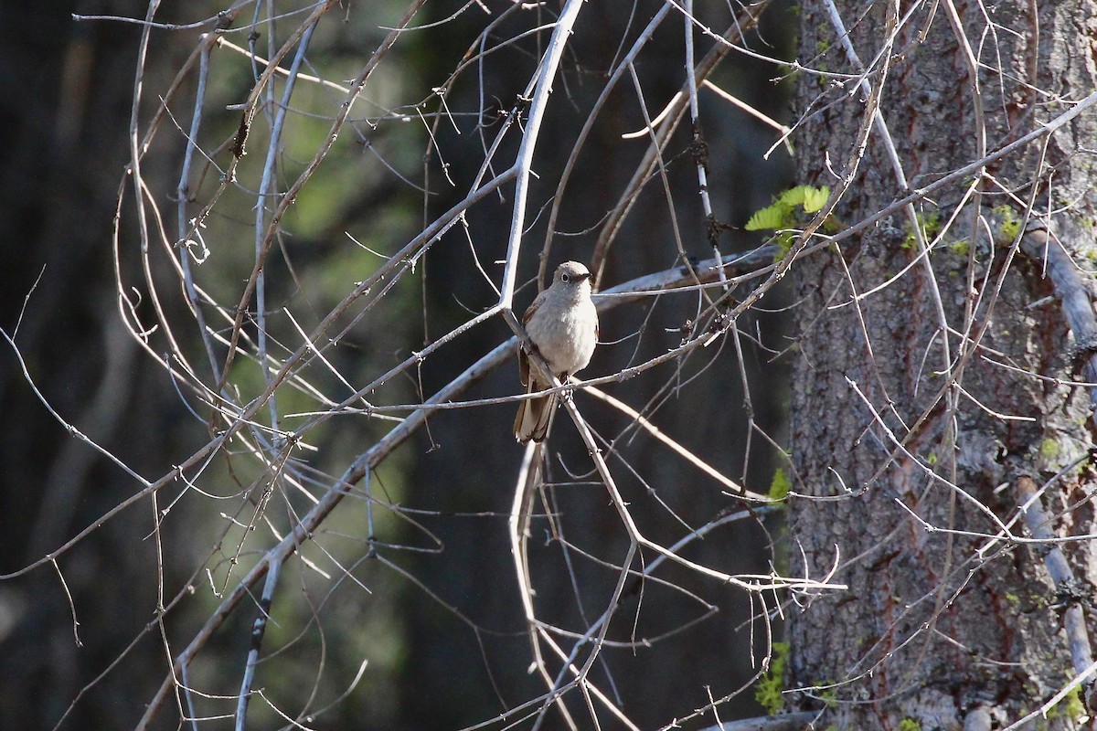 Townsend's Solitaire - Mark Stephenson