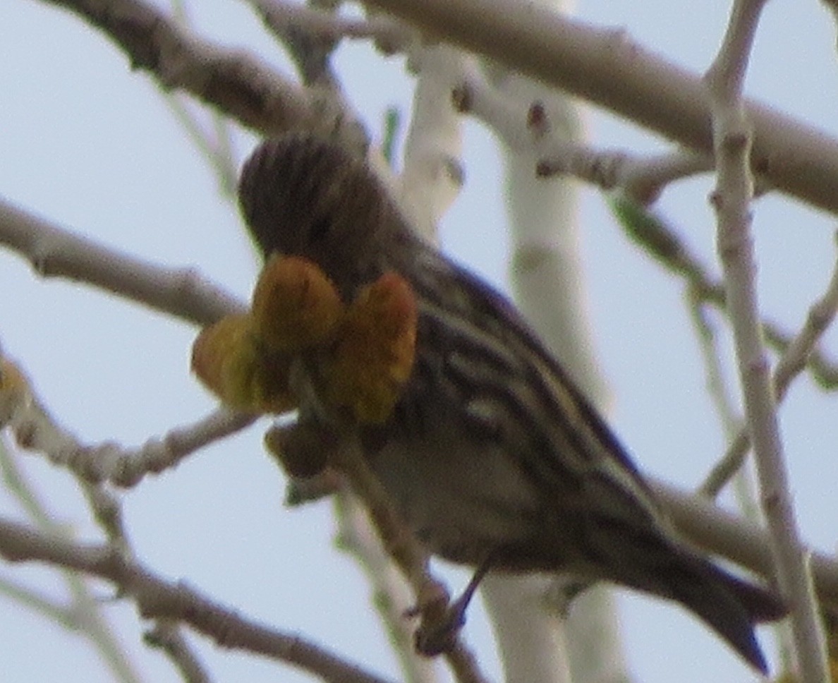 Pine Siskin - ML302179121