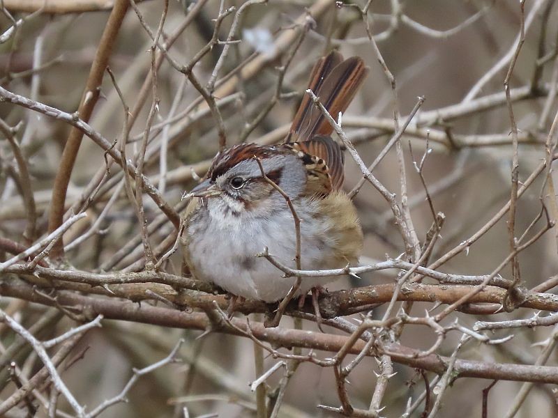 Swamp Sparrow - Tracy The Birder