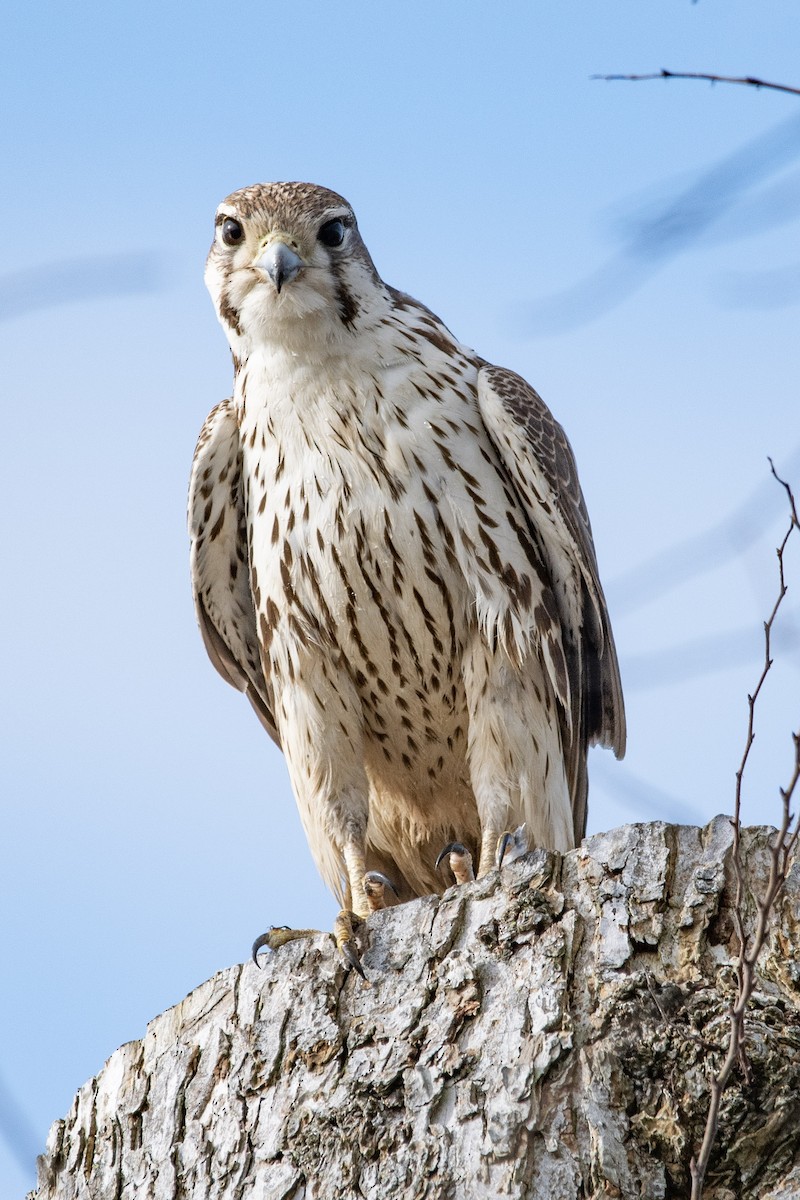 Prairie Falcon - ML302179881