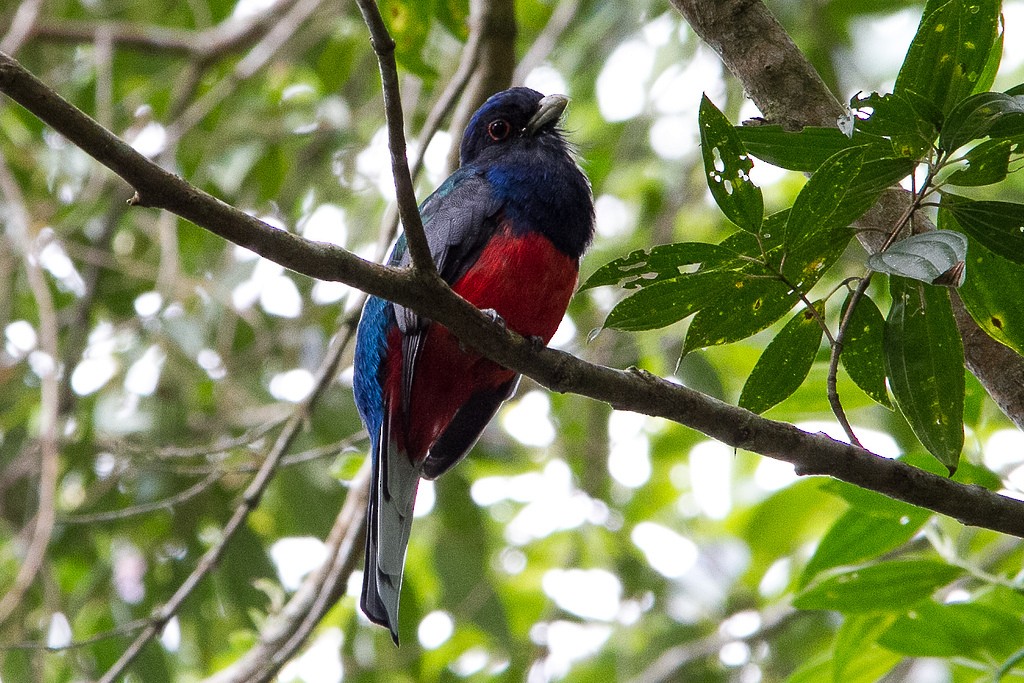 Surucua Trogon - ML302182251