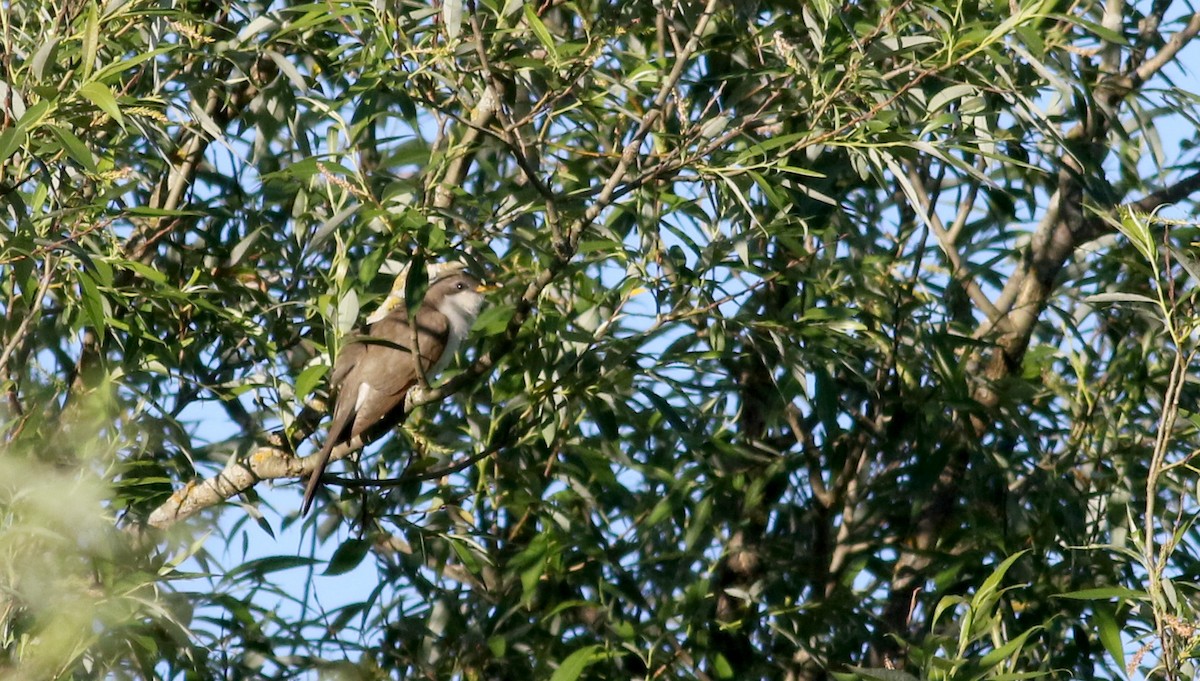 Yellow-billed Cuckoo - ML30218241