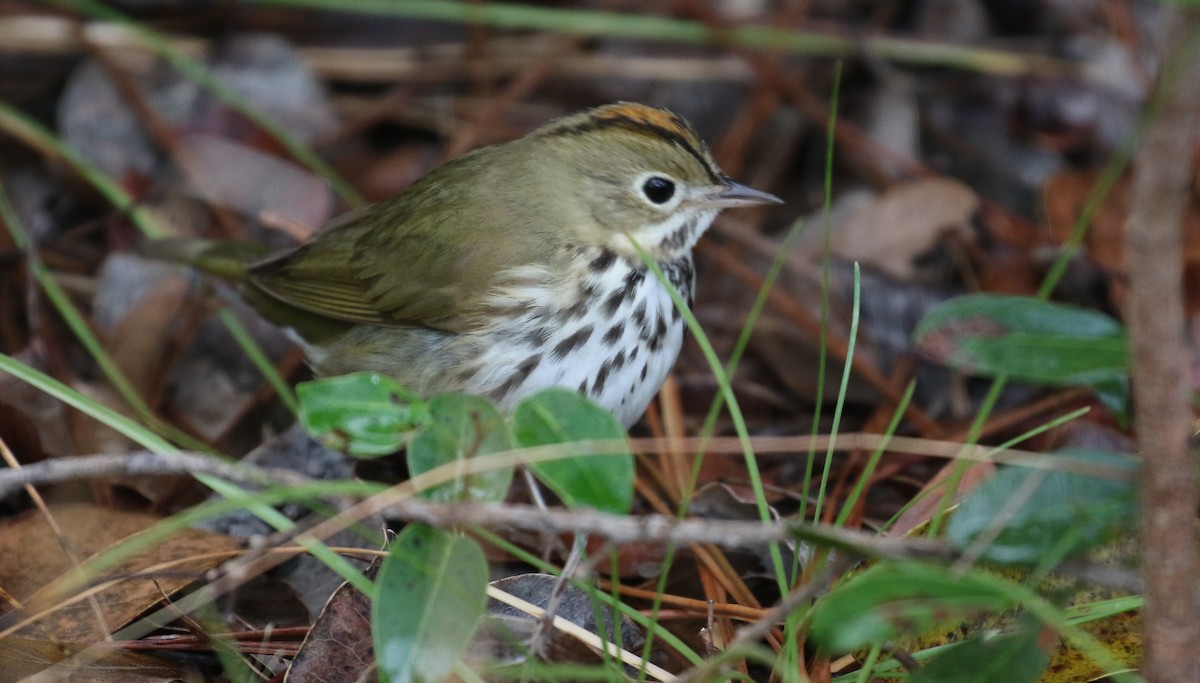 Ovenbird - ML302182501